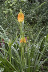 Kniphofia tysonii
