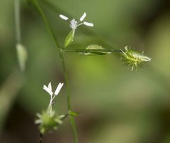 Pseudechinolaena polystachya