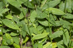 Pseudechinolaena polystachya