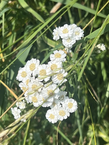 Sneezewort