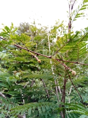 Dichrostachys