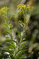 Senecio serratuloides