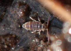 Hydroisotoma schaefferi