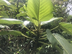 Touchardia latifolia
