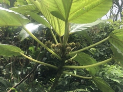 Touchardia latifolia