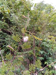 Dichrostachys