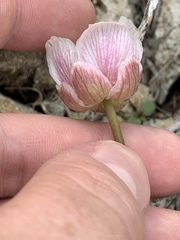 Ranunculus andersonii