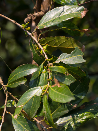 Aporosa octandra (Aporosa octandra)