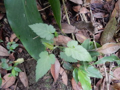 Rubus corchorifolius