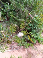 Dichrostachys