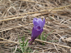 Crocus vernus