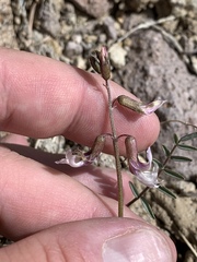 Astragalus serenoi sordescens