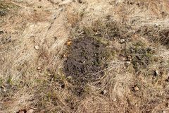 Thomomys talpoides