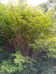Dichrostachys