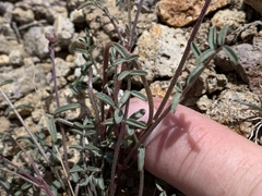 Astragalus serenoi sordescens