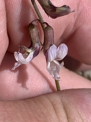 Astragalus serenoi sordescens