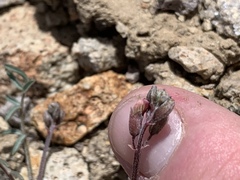 Astragalus serenoi sordescens