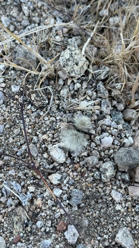 iNaturalist observation photo of Sacken's Velvet Ant