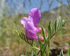 Lathyrus brachycalyx