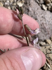 Astragalus serenoi sordescens