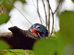 Priotelus temnurus