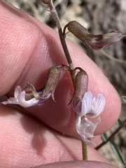 Astragalus serenoi sordescens
