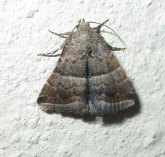 Eublemma bolinia