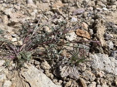 Astragalus serenoi sordescens