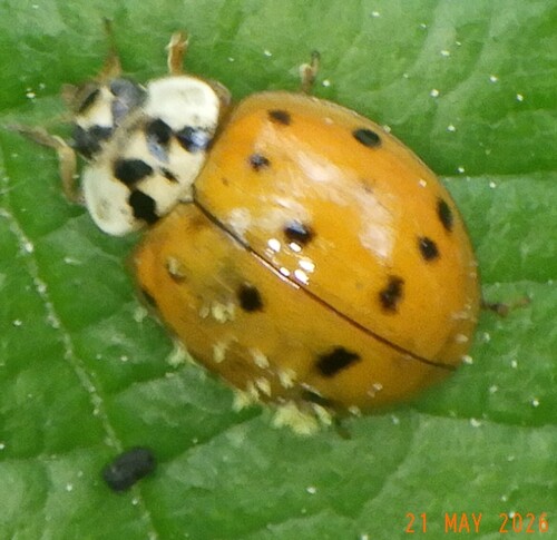 Asian Lady Beetle