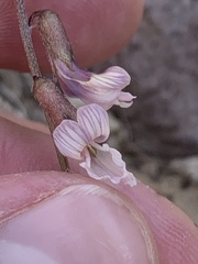 Astragalus serenoi sordescens