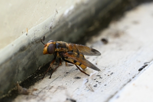 Lesser Hornet Hoverfly