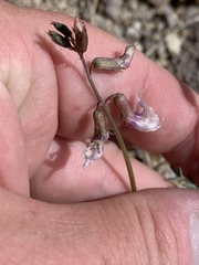 Astragalus serenoi sordescens