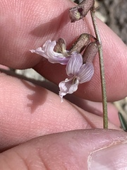 Astragalus serenoi sordescens