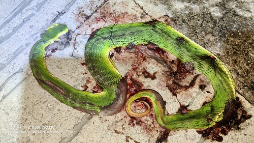 White-lipped Pit Viper