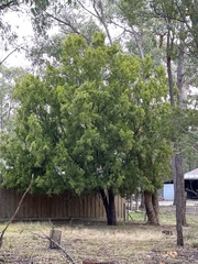 Exocarpos cupressiformis