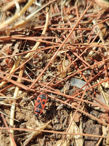 European Firebug