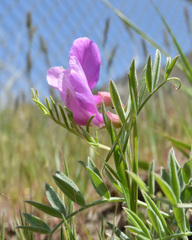 Lathyrus brachycalyx