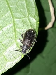 Lagria villosa