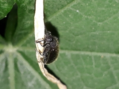 Lagria villosa
