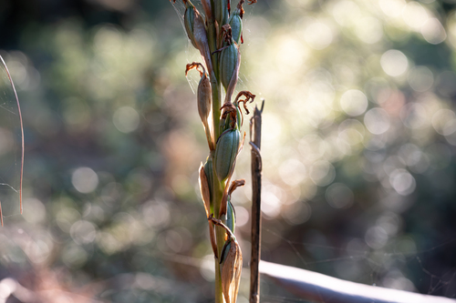 Limodorum abortivum, photograph 2