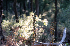 Limodorum abortivum, photograph (c) Eleftherios Katsillis, some rights reserved (CC BY)
