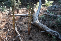 Limodorum abortivum, photograph (c) Eleftherios Katsillis, some rights reserved (CC BY)