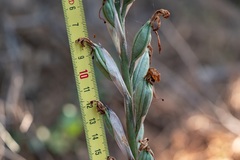 Limodorum abortivum, photograph (c) Eleftherios Katsillis, some rights reserved (CC BY)