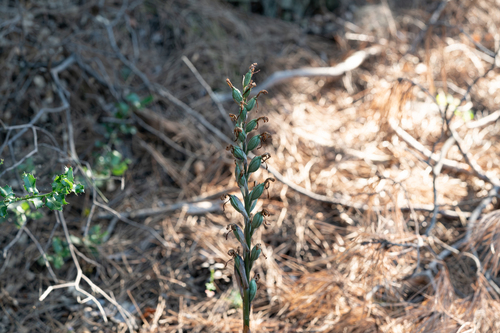 Limodorum abortivum, photograph 4