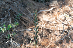 Limodorum abortivum, photograph (c) Eleftherios Katsillis, some rights reserved (CC BY)