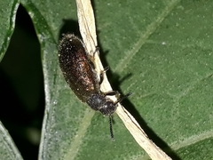 Lagria villosa