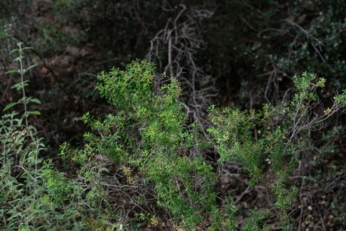 Euphorbia acanthothamnos, photograph 2