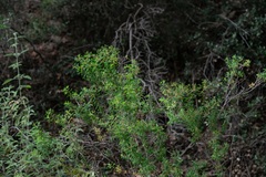 Euphorbia acanthothamnos, photograph (c) Eleftherios Katsillis, some rights reserved (CC BY)