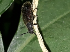 Lagria villosa