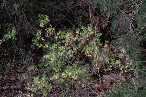 Euphorbia acanthothamnos, photograph 1
